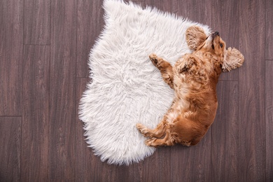 Photo of Cute Cocker Spaniel dog lying on warm floor, top view. Heating system