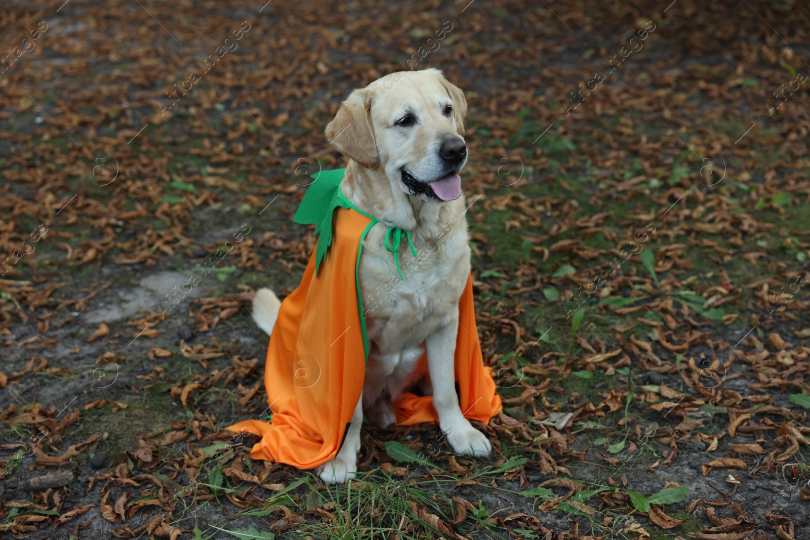 Photo of Cute Labrador Retriever dog wearing Halloween costume sitting in autumn park