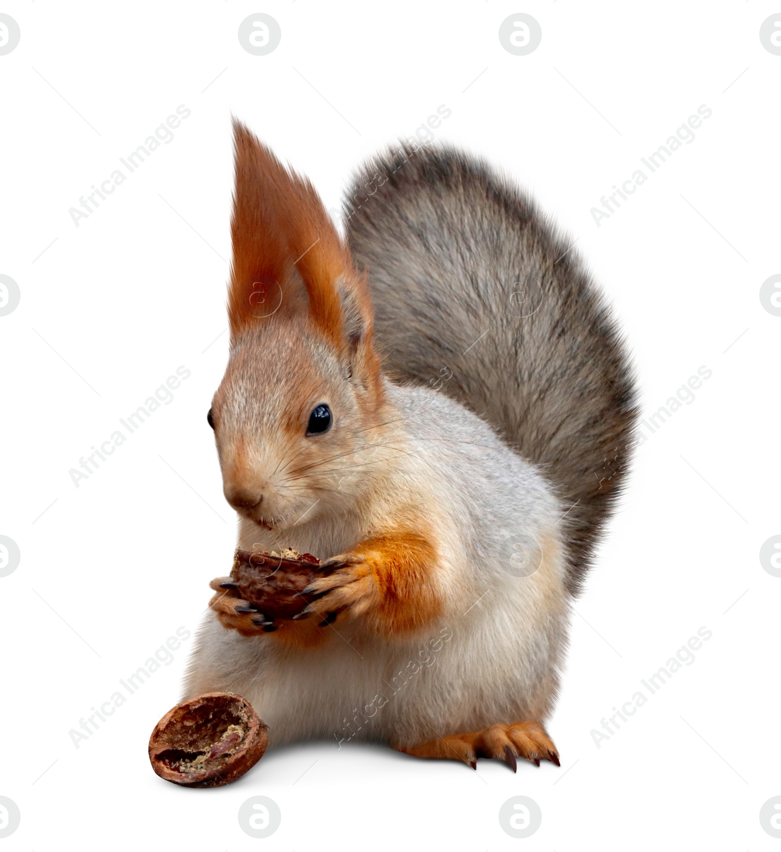 Image of Cute squirrel with nut on white background