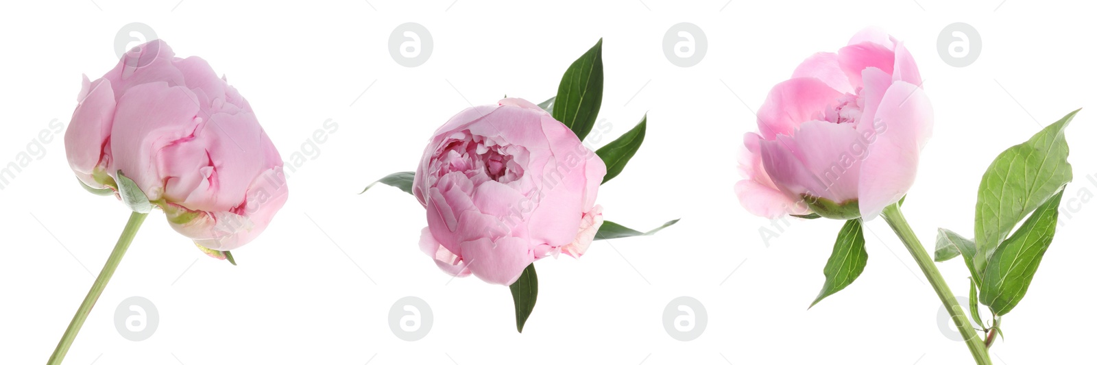 Image of Set of beautiful pink peony flowers on white background. Banner design