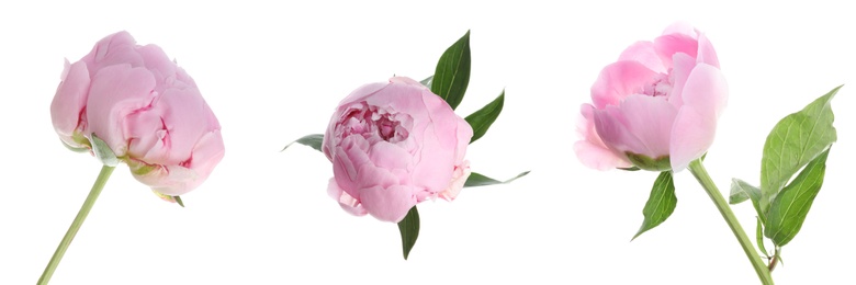 Set of beautiful pink peony flowers on white background. Banner design