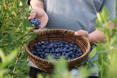 Man with wicker basket picking up wild blueberries outdoors, closeup. Seasonal berries