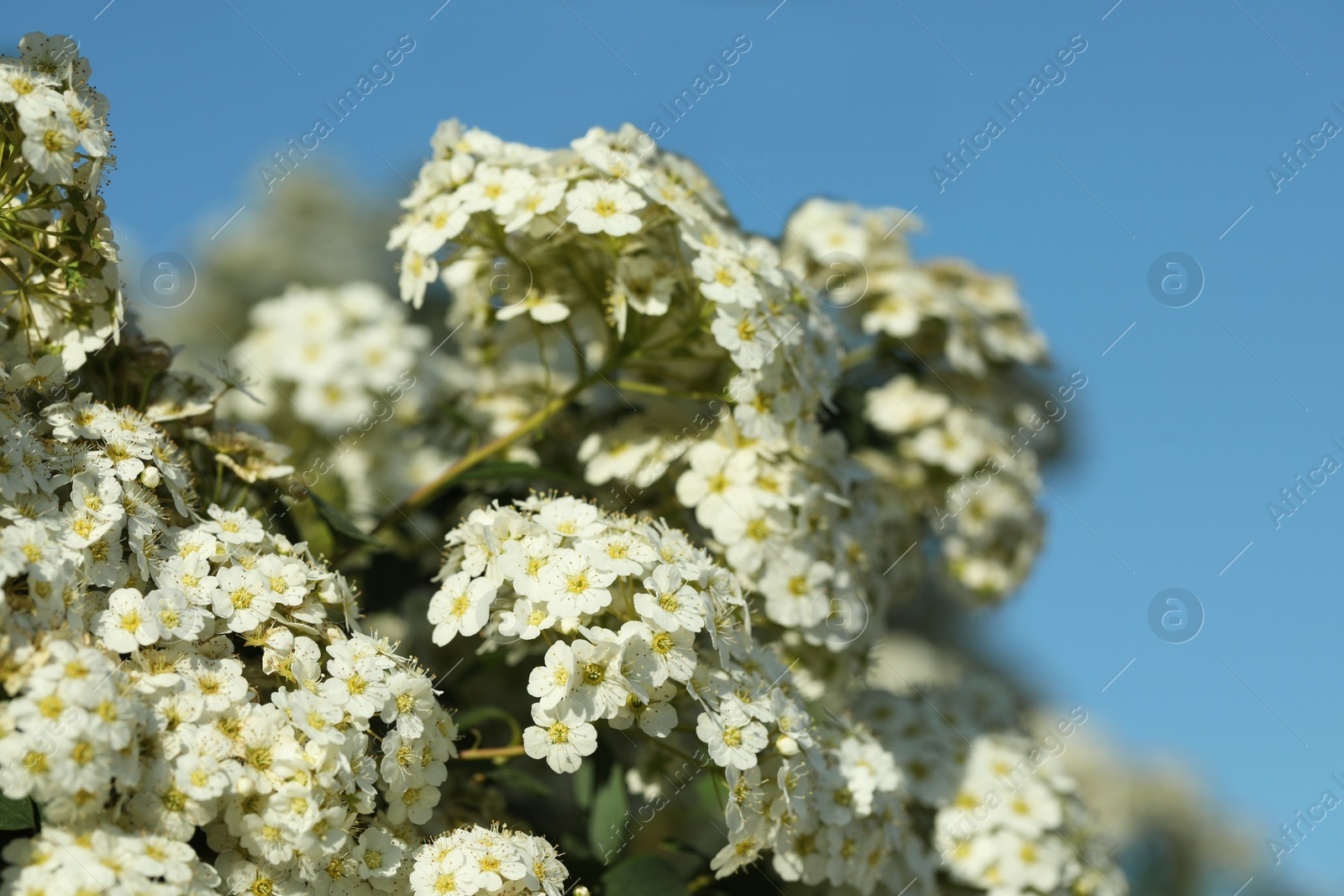 Photo of Beautiful spiraea shrub with white blossom against blue sky, closeup