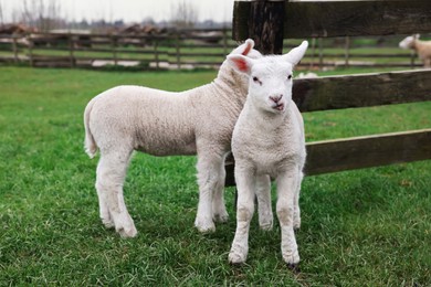 Photo of Cute lambs near wooden fence on green field