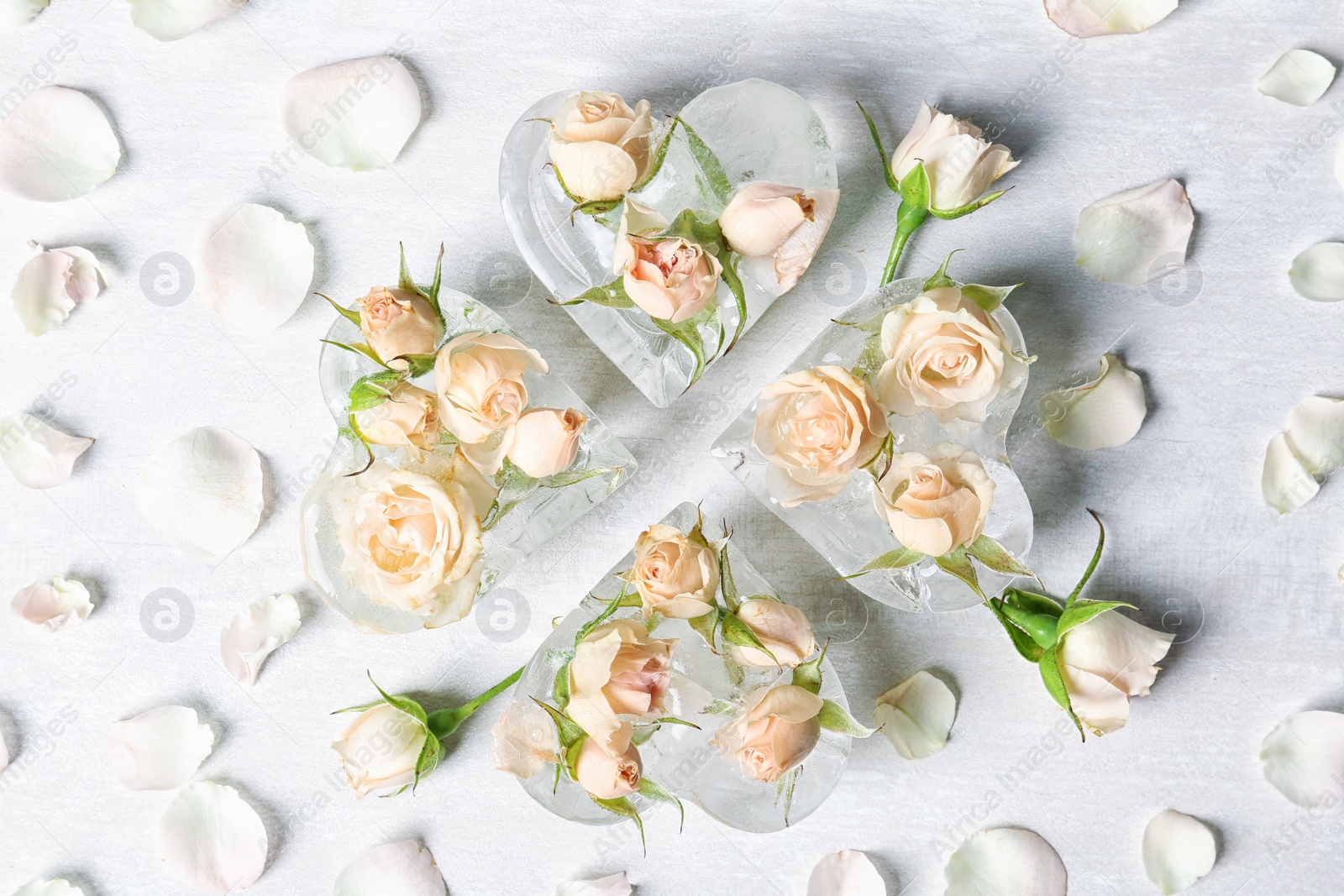 Photo of Heart shaped ice cubes with roses on light background, flat lay composition