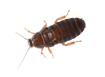 Photo of Brown cockroach isolated on white, top view. Pest control