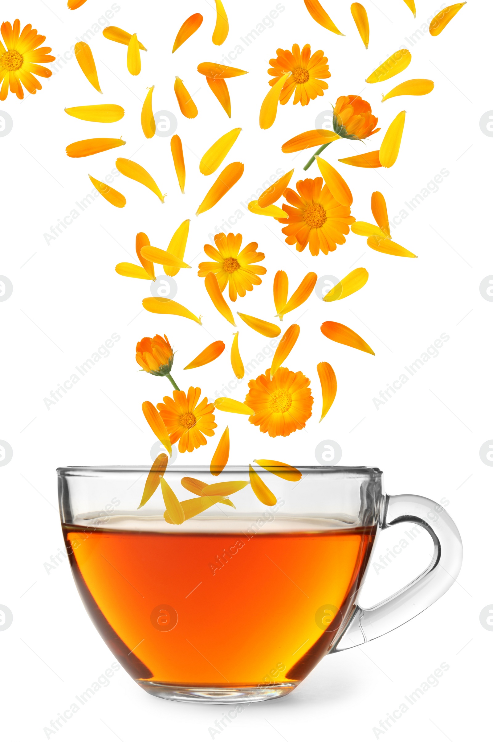 Image of Beautiful calendula flowers and petals falling into cup of freshly brewed tea on white background