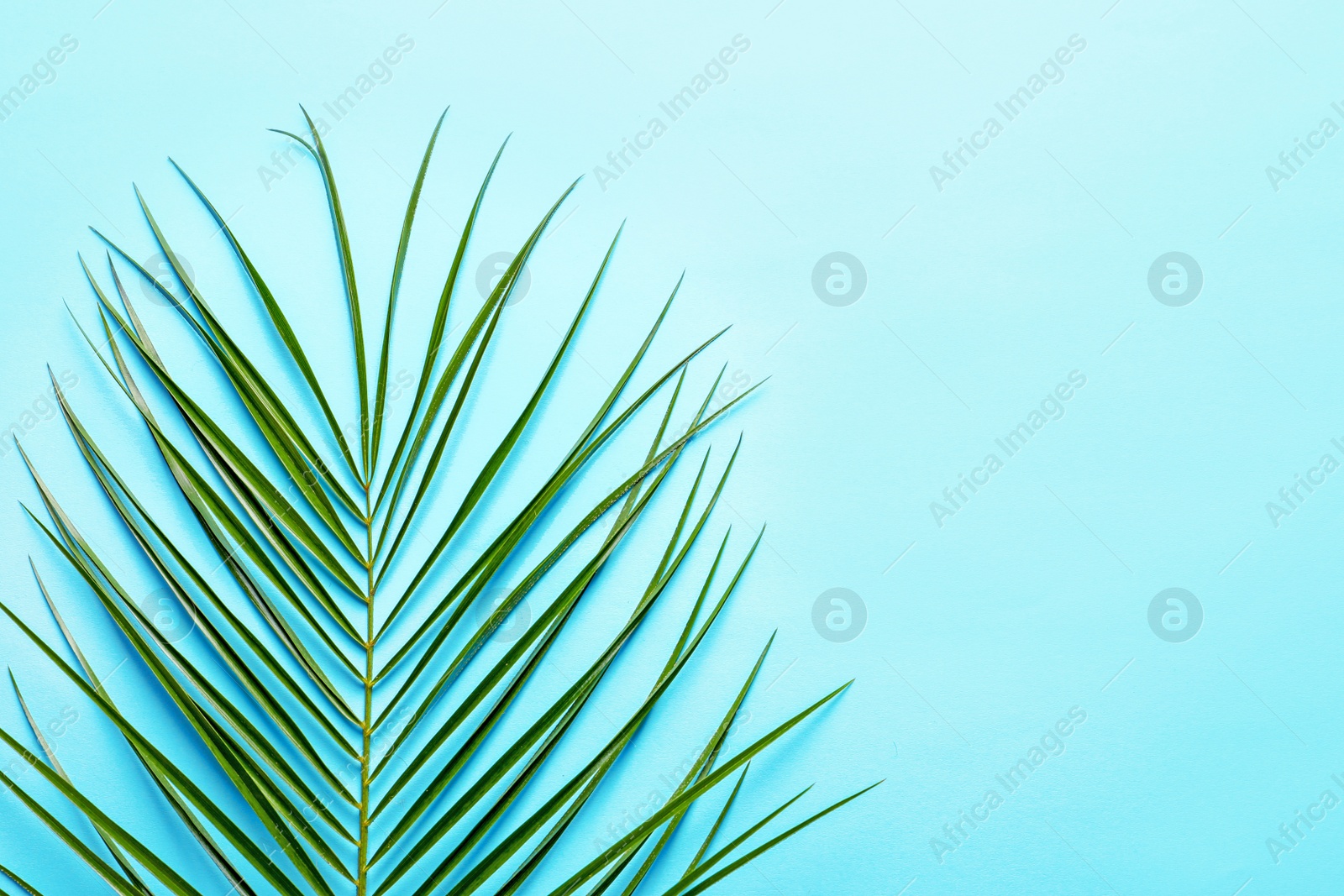 Photo of Beautiful tropical Sago palm leaf on color background, top view