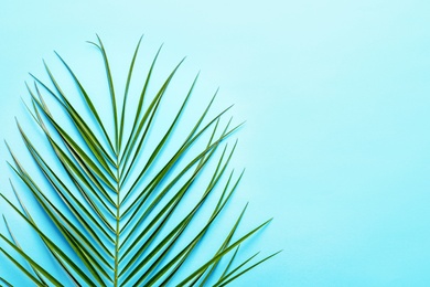 Photo of Beautiful tropical Sago palm leaf on color background, top view