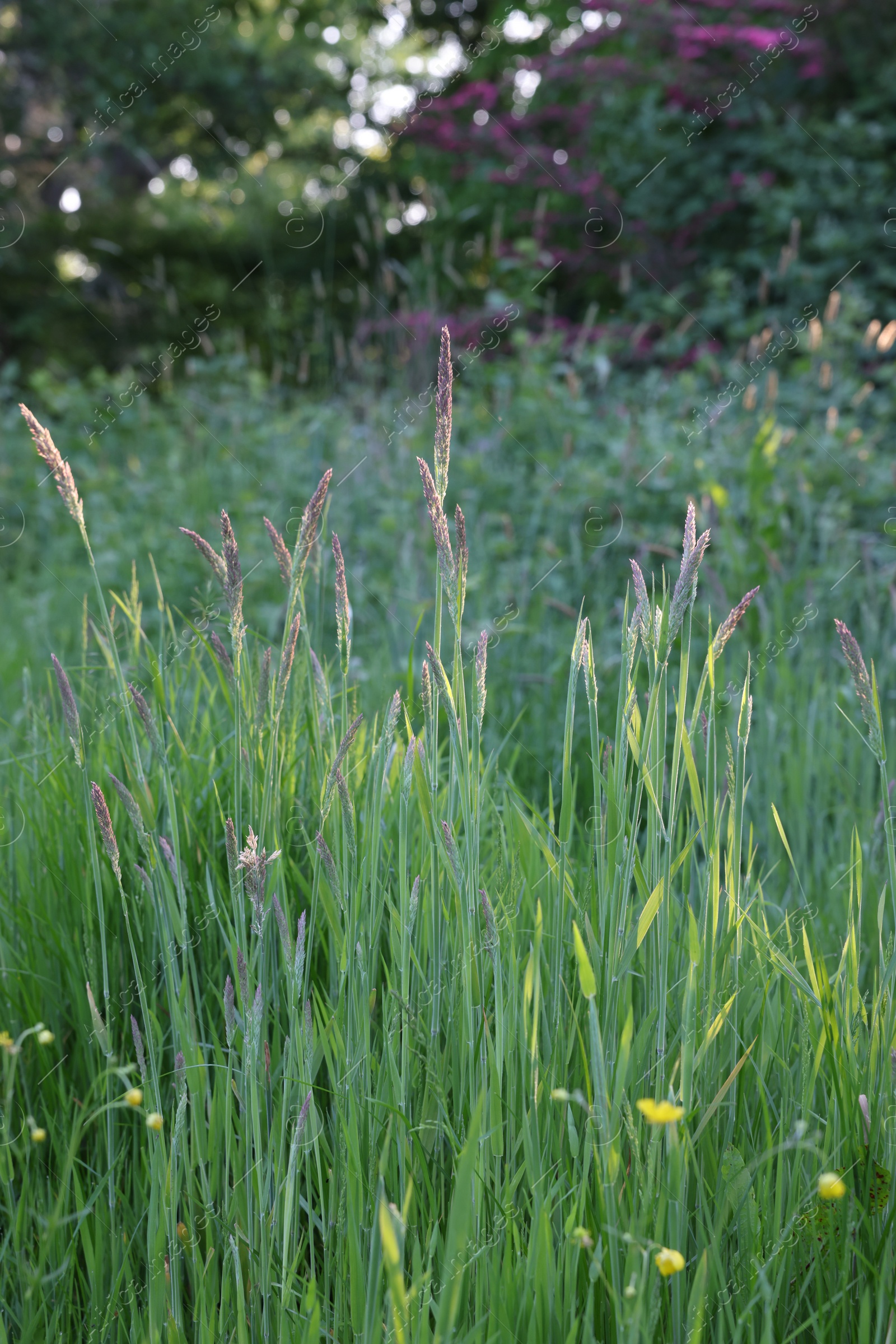 Photo of Beautiful view of green grass in park