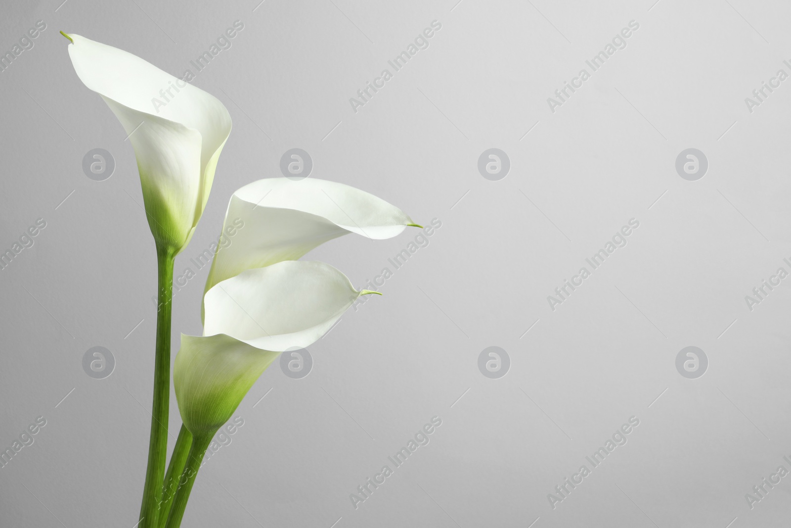 Photo of Beautiful calla lily flowers on white background. Space for text