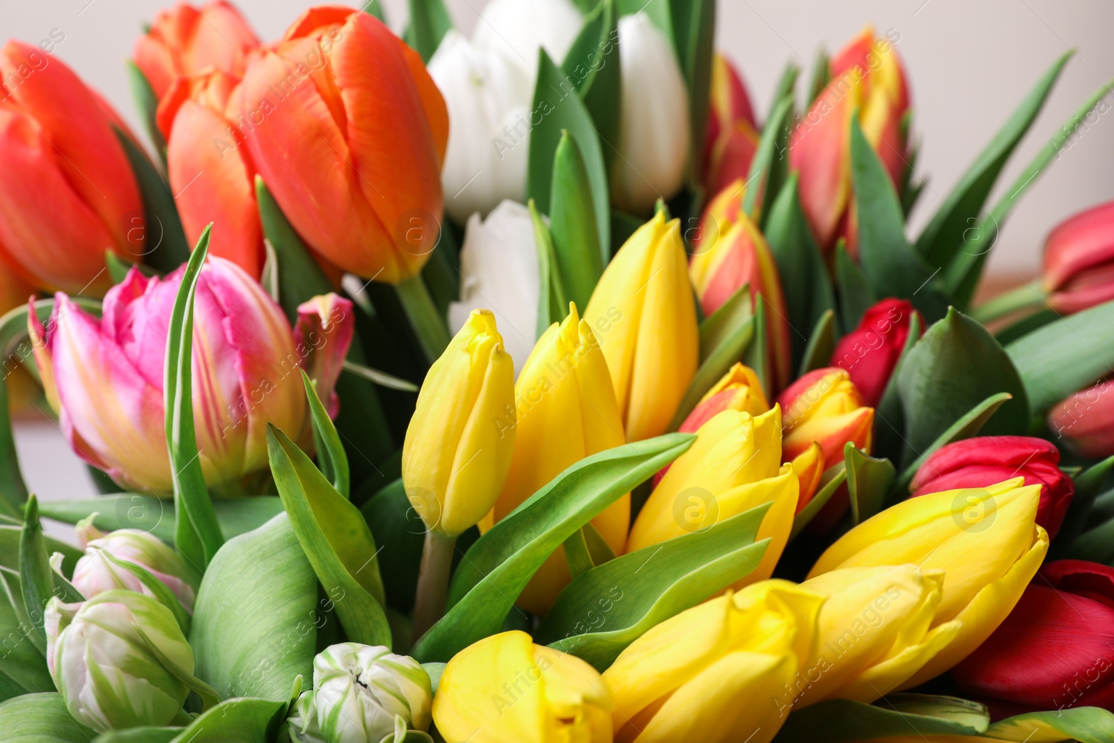 Photo of Beautiful colorful tulip flowers on grey background, closeup