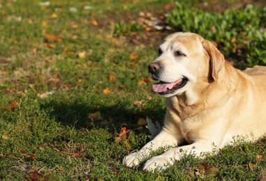 Photo of Yellow Labrador lying on green grass outdoors. Space for text