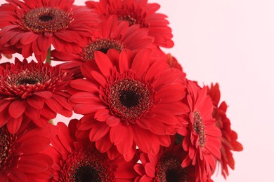 Bouquet of beautiful red gerbera flowers on pink background, closeup