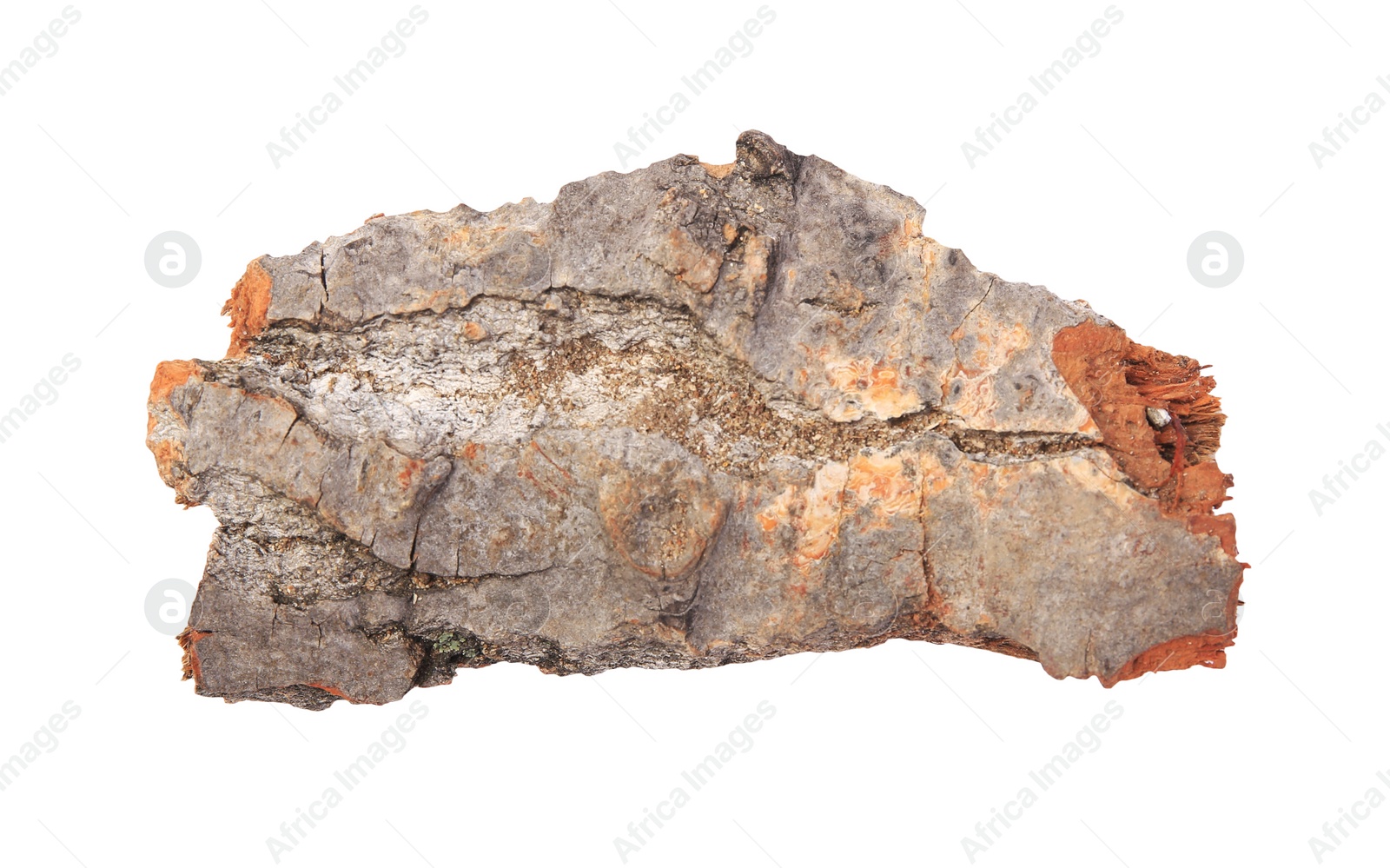 Photo of Tree bark piece isolated on white, top view