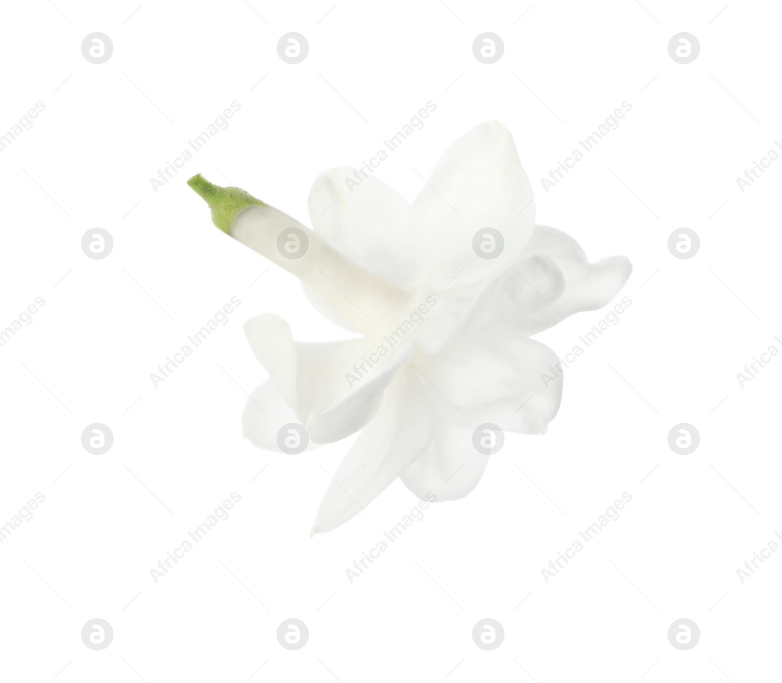 Photo of Beautiful fresh lilac blossom isolated on white