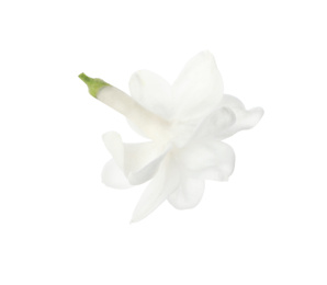 Photo of Beautiful fresh lilac blossom isolated on white