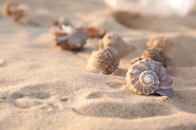 Different seashells on sandy beach. Space for text