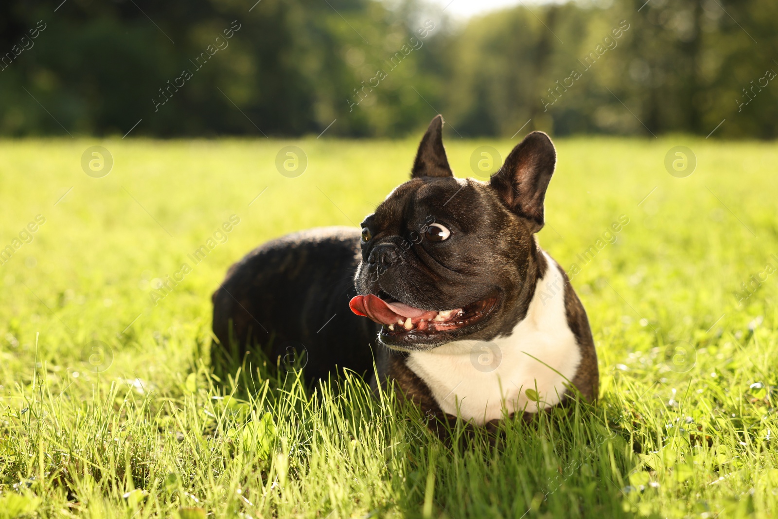 Photo of French Bulldog lying in green grass outdoors. Cute pet on walk