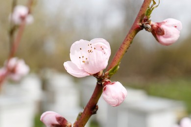 Photo of Branch of beautiful blossoming peach tree outdoors, closeup. Spring season