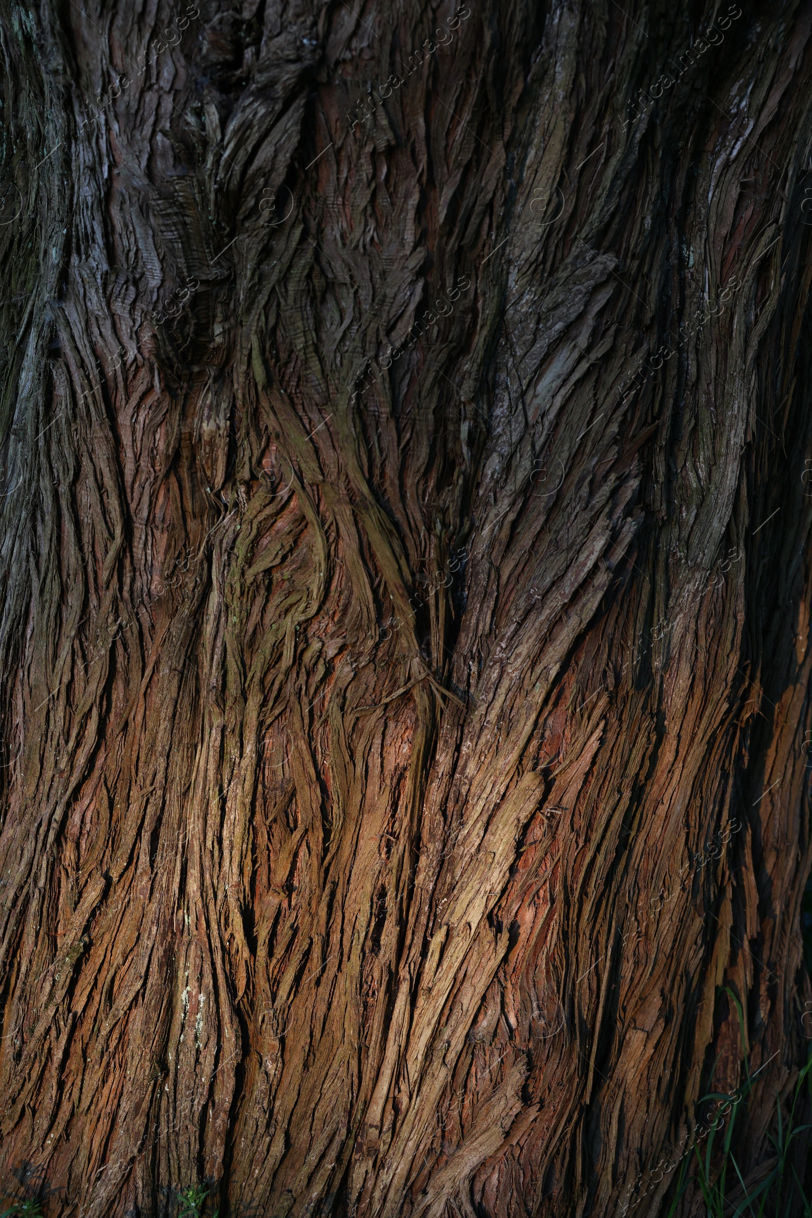 Photo of Closeup view of tree bark as background