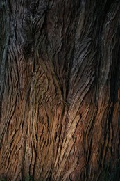 Photo of Closeup view of tree bark as background