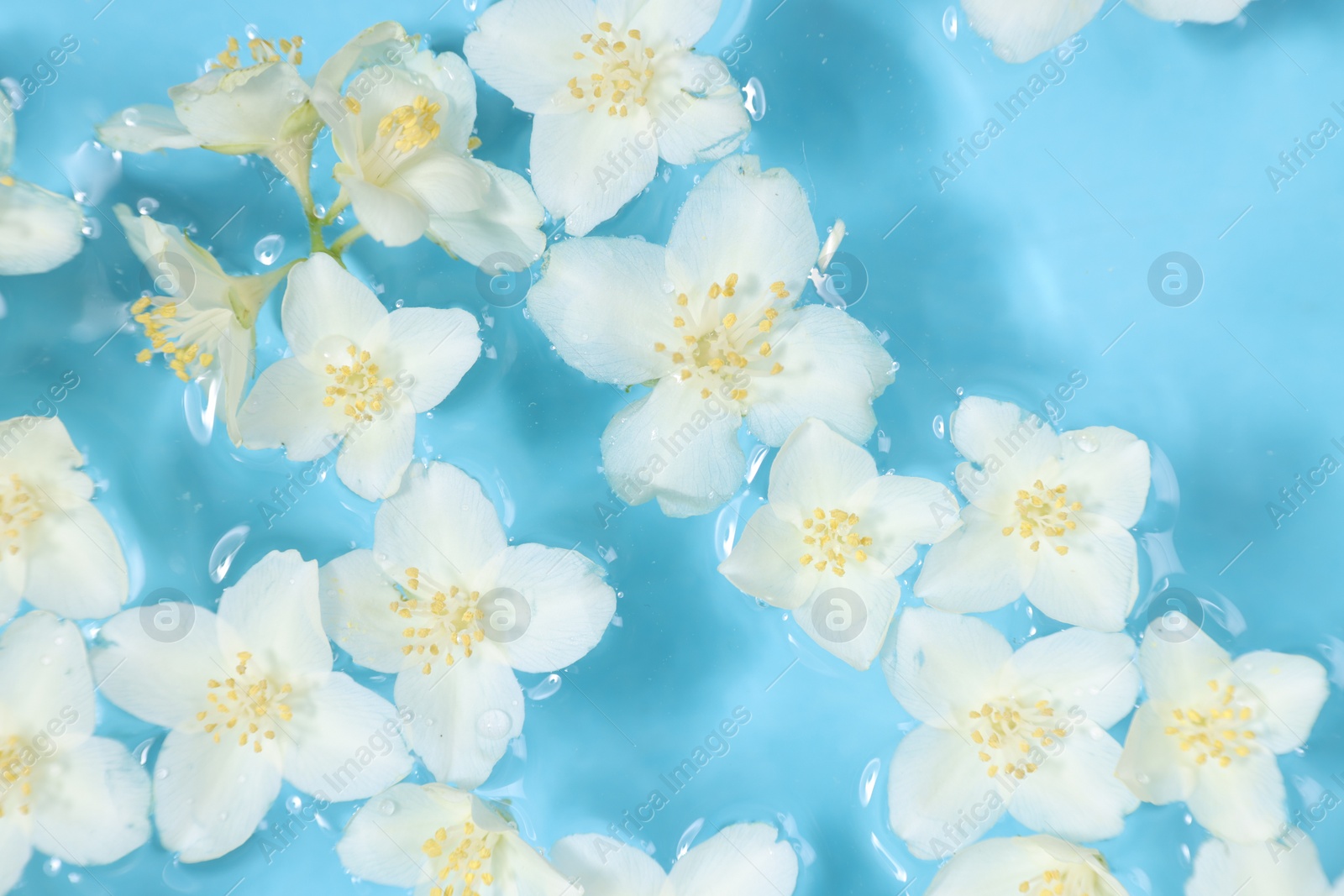 Photo of Beautiful jasmine flowers in water on light blue background, top view