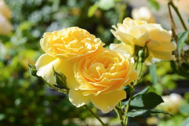 Photo of Beautiful yellow rose flowers blooming outdoors on sunny day, closeup