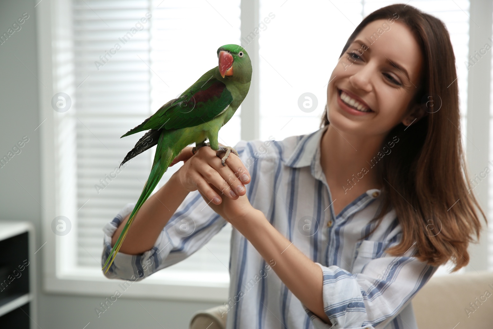 Photo of Young woman with cute Alexandrine parakeet indoors