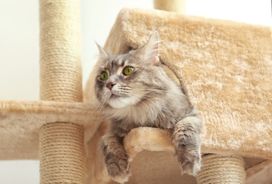 Photo of Adorable Maine Coon on cat tree at home