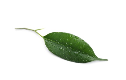 Photo of Fresh green ficus leaf on white background, top view