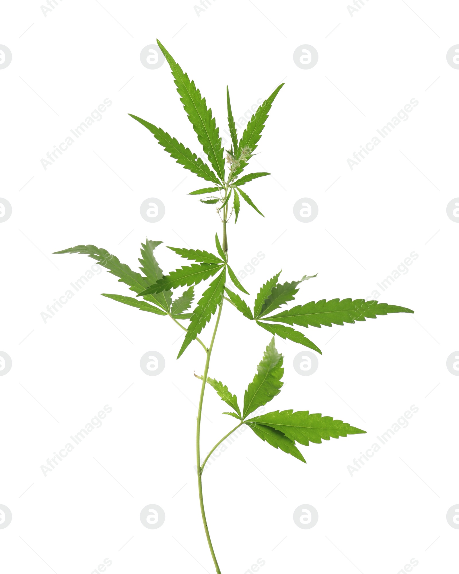 Photo of Fresh green hemp plant on white background