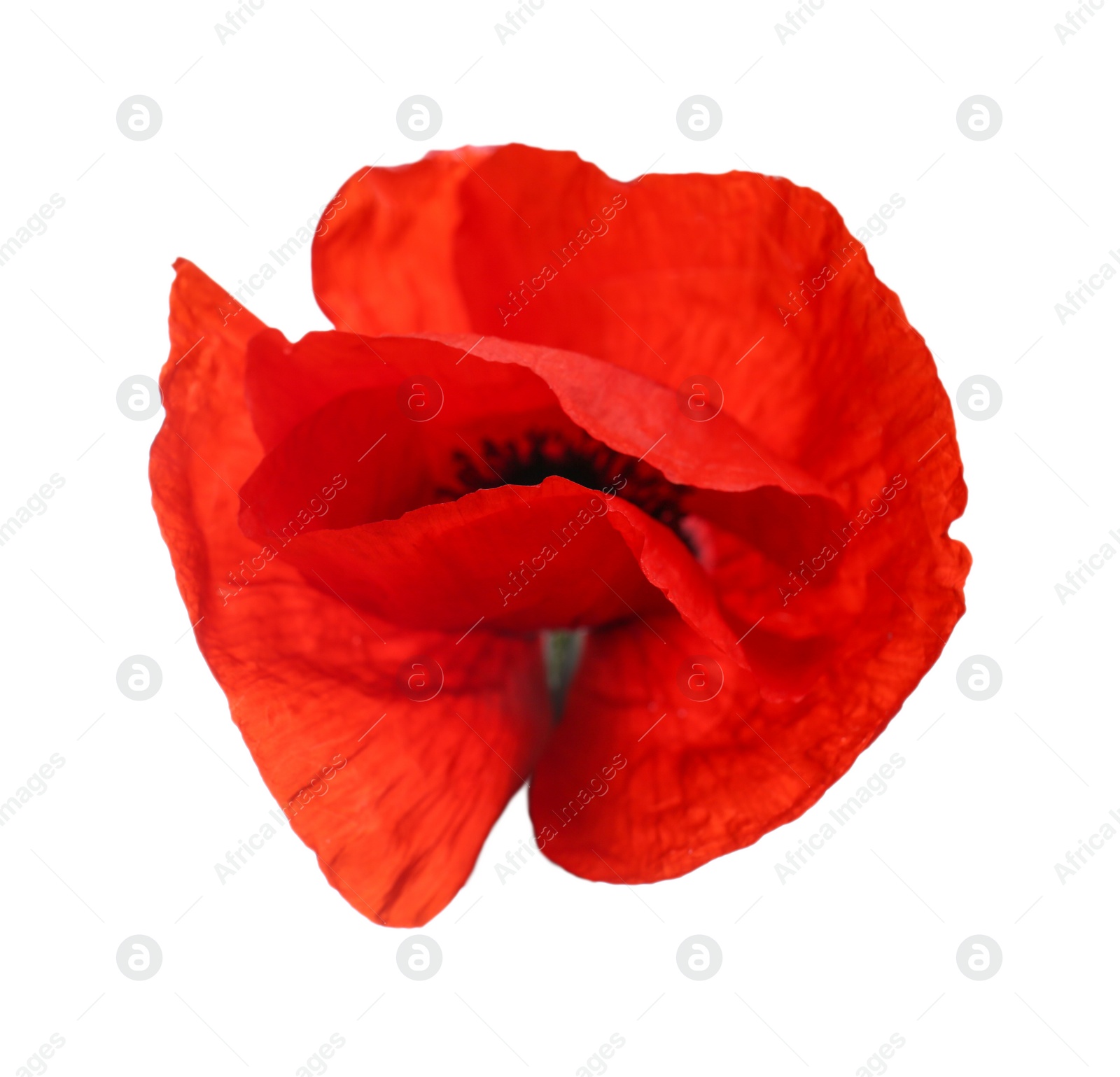 Photo of Beautiful red poppy flower isolated on white