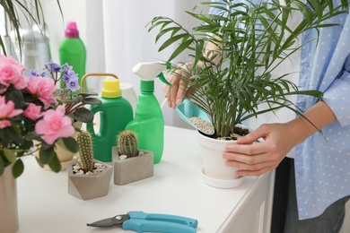 Photo of Woman pouring granular fertilizer into pot with house plant at table, closeup