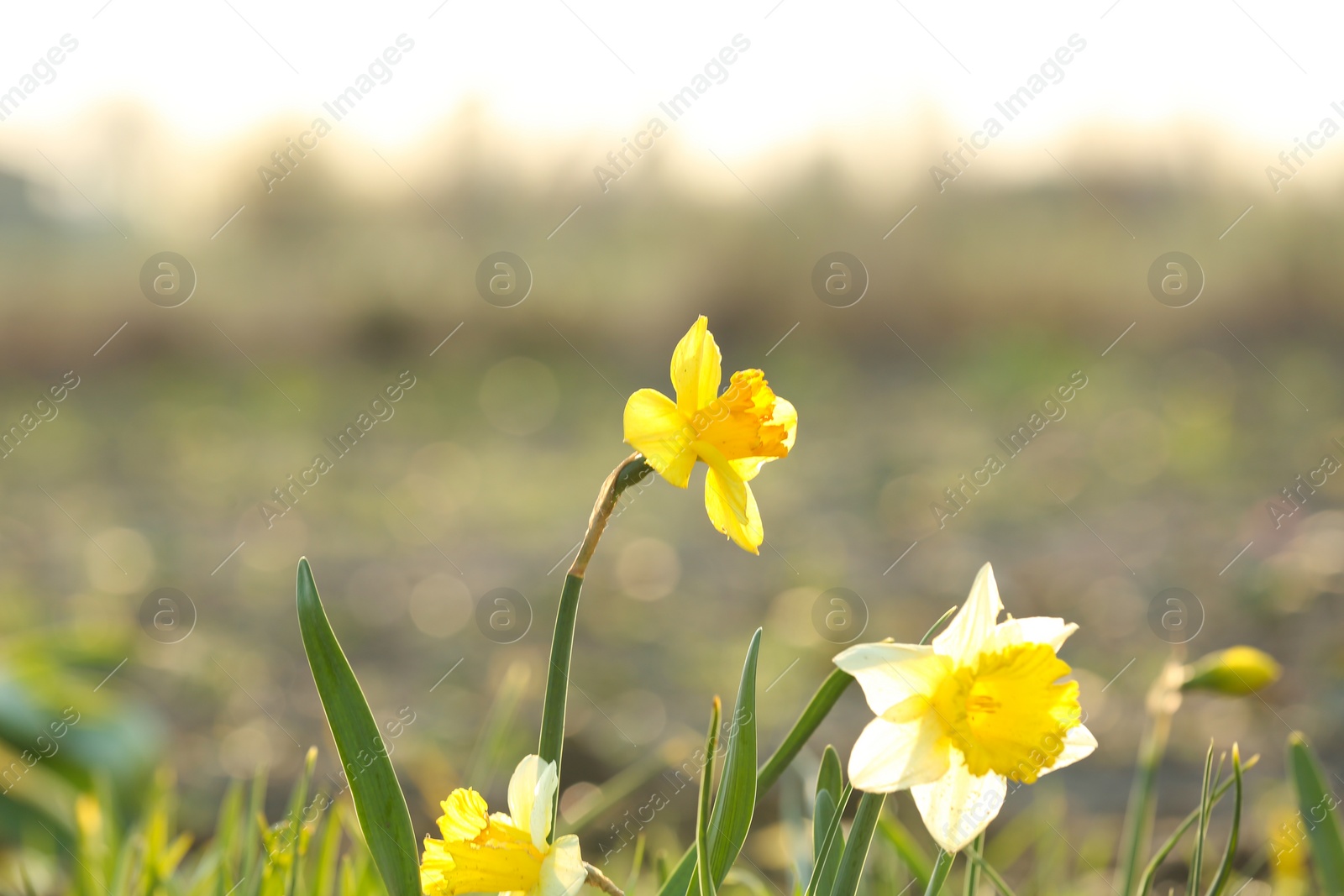 Photo of Field with fresh beautiful narcissus flowers on sunny day