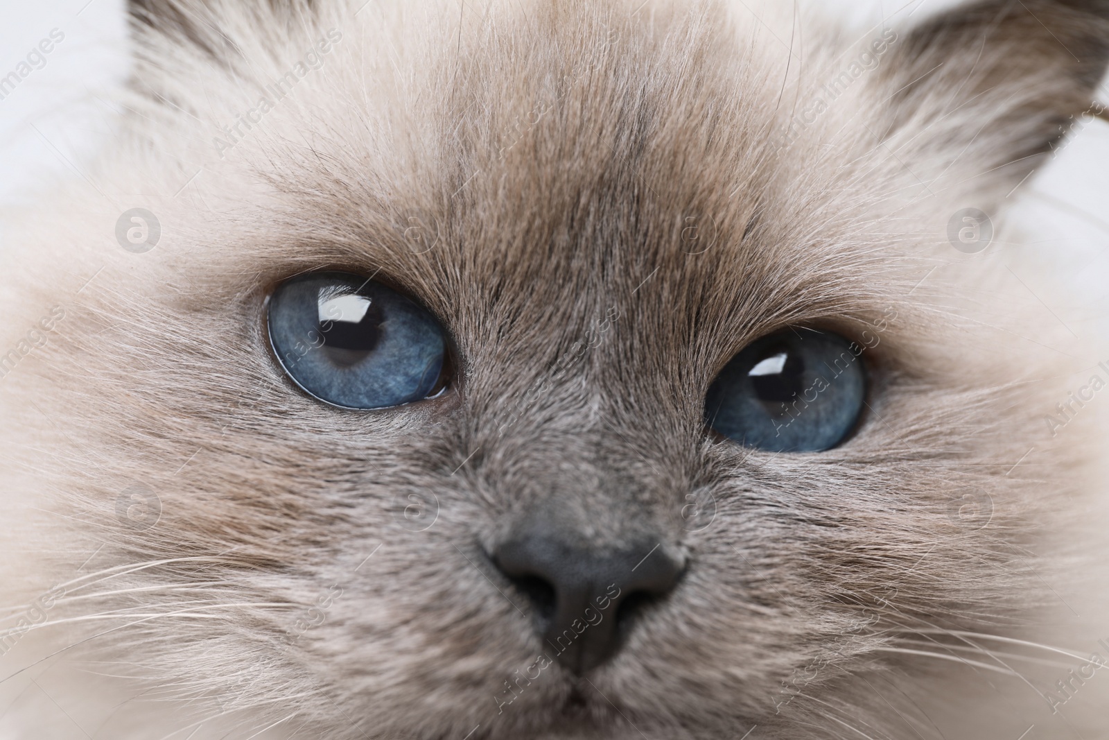 Photo of Birman cat with beautiful blue eyes, closeup