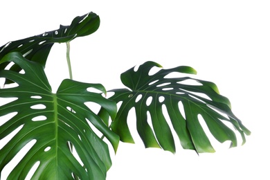 Photo of Green fresh monstera leaves on white background. Tropical plant