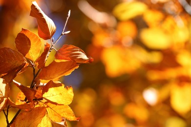 Tree with beautiful bright leaves outdoors on sunny autumn day, closeup