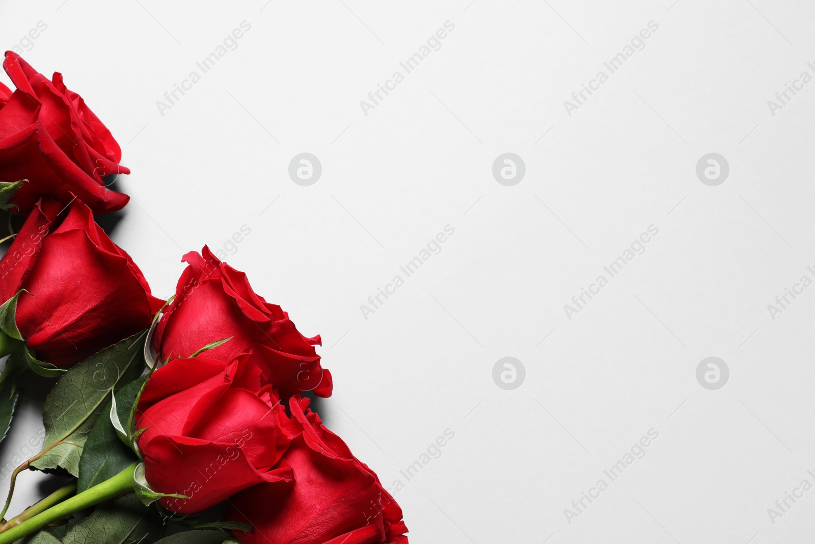 Photo of Beautiful red roses on white background, top view. Space for text