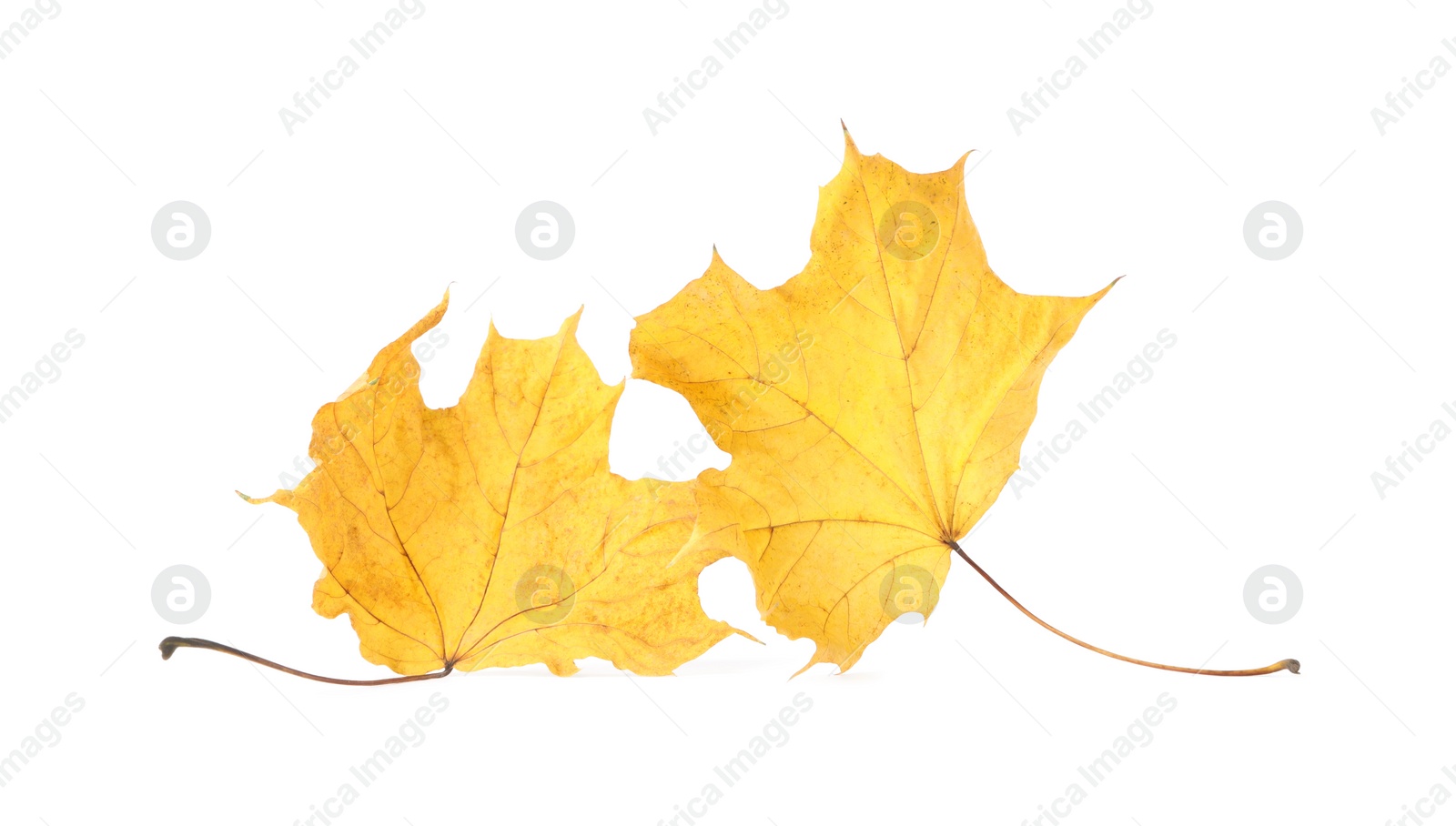 Photo of Autumn season. Beautiful maple leaves isolated on white