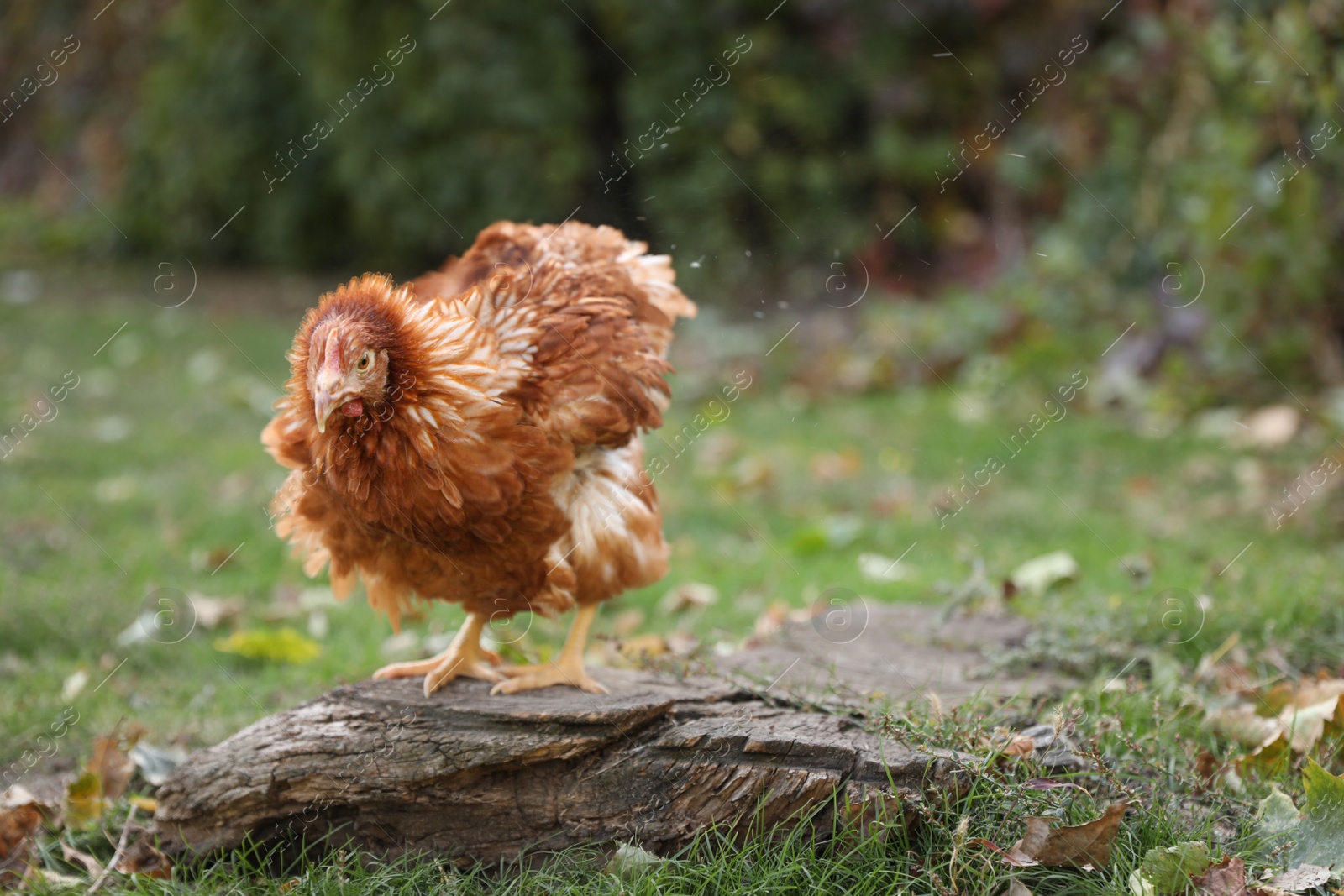 Photo of Beautiful chicken in yard on farm. Domestic animal