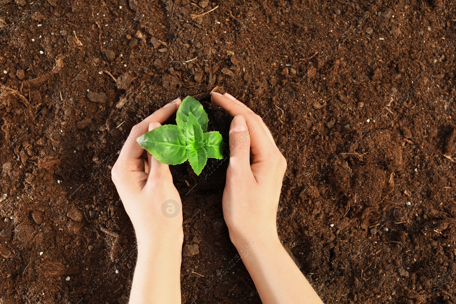 Photo of Woman planting green seedling into soil, top view. Space for text