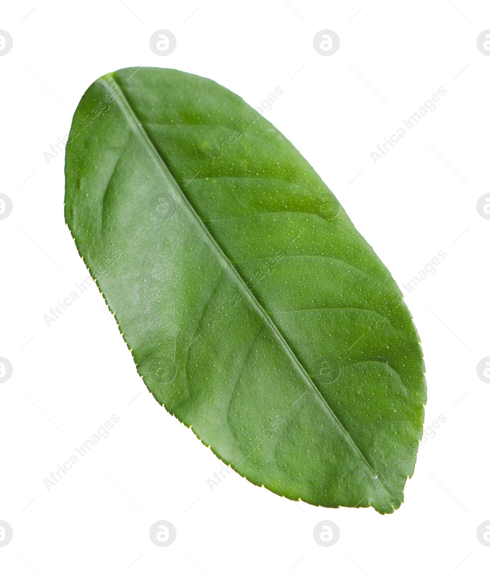 Photo of Green leaf of lemon tree isolated on white