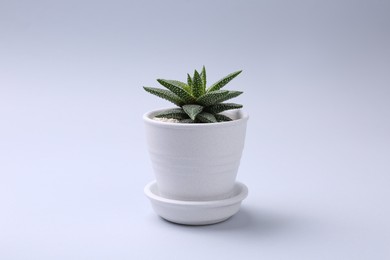Photo of Beautiful succulent plant in pot on white background