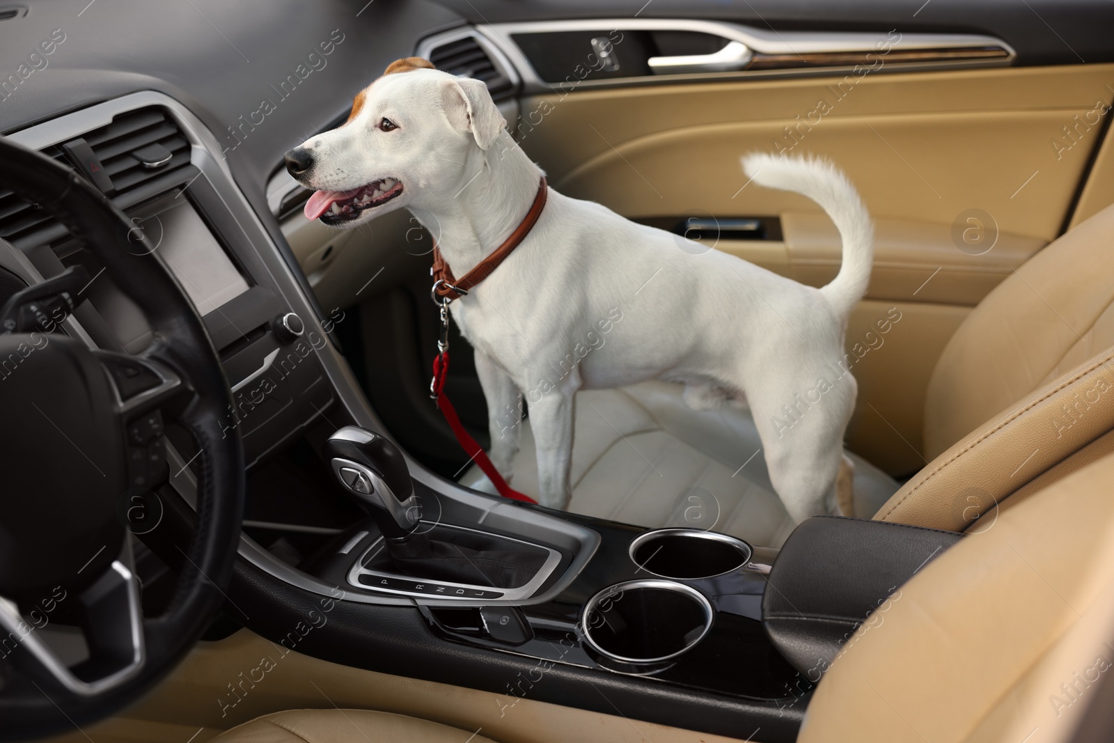 Photo of Jack Russel Terrier in car. Adorable pet