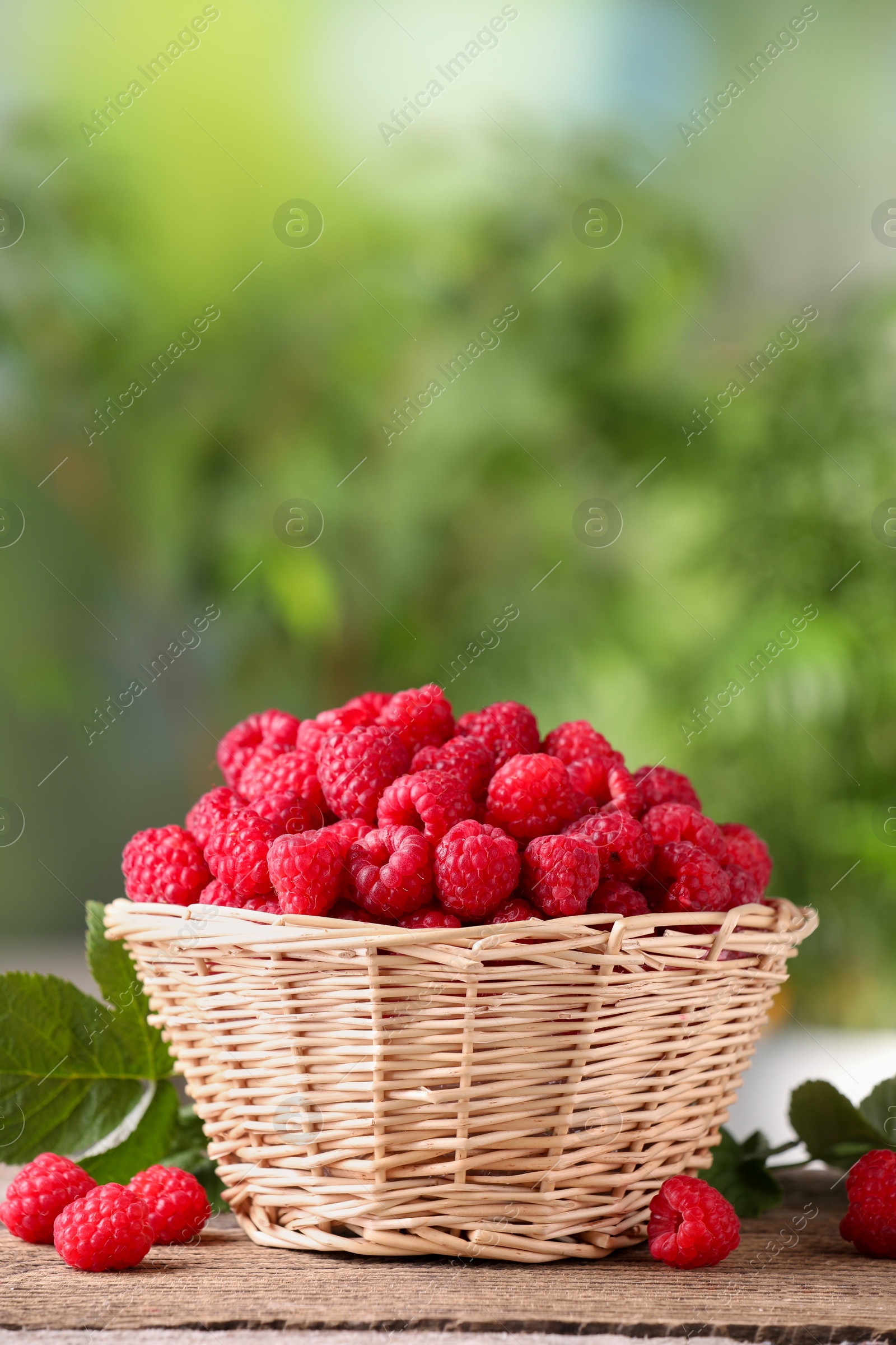 Photo of Wicker basket with tasty ripe raspberries and leaves on wooden table against blurred green background, space for text