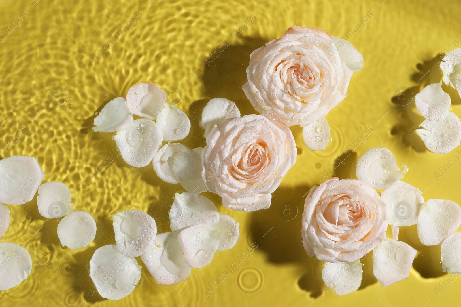 Photo of Beautiful roses and petals in water on pale yellow background, top view