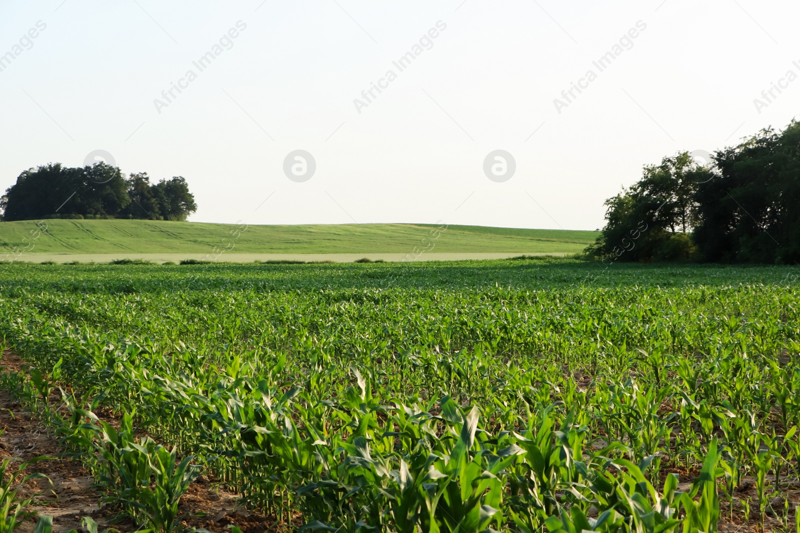 Photo of Beautiful agricultural field with green corn plants on sunny day