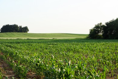 Photo of Beautiful agricultural field with green corn plants on sunny day