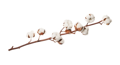 Photo of Beautiful fluffy cotton flowers on white background